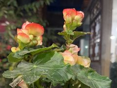 -大院河·仙鱼莊(九眼桥店)