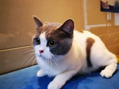 -北京观赏动物医院·24小时大型综合·猫专科·异宠专科