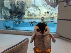 -帝企鹅自助餐厅•儿童岛•真企鹅(长隆企鹅酒店)