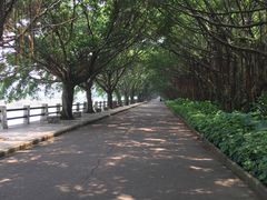 -大湾区中央湿地公园