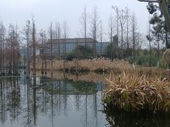 -白鹭湾湿地公园