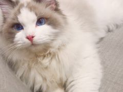 -关爱宠物医院·猫科中心·消化科(滨湖万达分院)