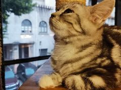 -more than meow吴止猫主题餐厅(承德 中船汇店)