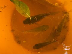 -侯臣咖啡文化村