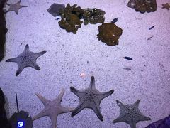-暹罗海洋世界