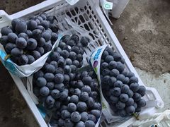 -马陆小张葡萄园农家乐