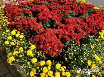 距离十一国庆节假期还有一周多时间了，大连市的中山路两