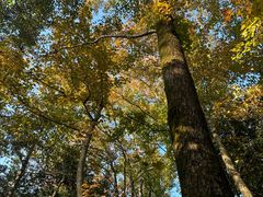 -云碧峰国家森林公园