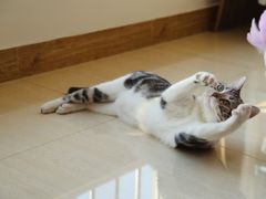 -猫大福·Fortune Cat猫舍(百子湾店)