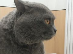-瑞派·关忠动物医院·猫专科·犬专科(三环新城店)