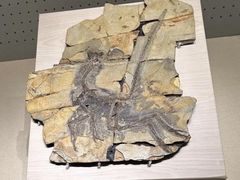 -辽宁古生物博物馆