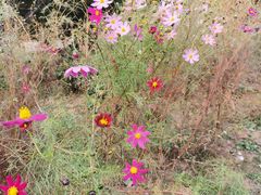 -济南国际园博园