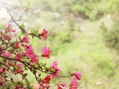 -木兰云雾山