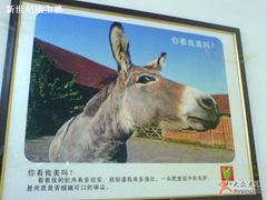 你看我美么！~-王胖子驴肉火烧(鼓楼店)