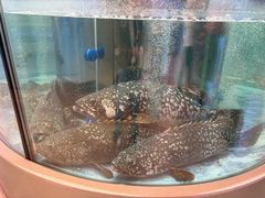 -海底捞大排档火锅(打浦路店)