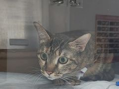 -瑞派长江宠物医院·猫科·外科·24小时夜护(谊城公寓分院)