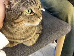 -喵园·猫主题咖啡厅·撸猫·猫咖(国贸店)