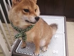 -逗柴咖啡屋·狗咖猫咖宠物桌游