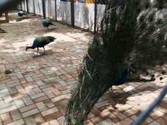 -长白岛森林公园