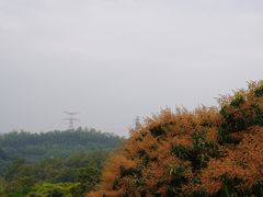 -深圳仙湖植物园