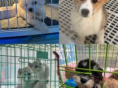 -保定市花鸟鱼虫市场