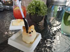 -柴犬高等学院·狗咖·柴犬售卖·宠物训练