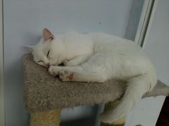 -喵的天空名猫咖啡馆·撸猫·猫舍·用品