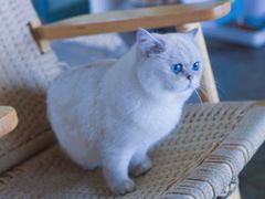 -喵屿·大理花园猫咖