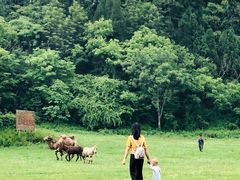 -武陵山森林公园