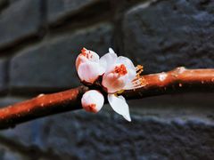 -桃花堤公园