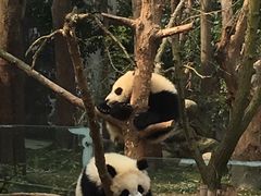 -成都大熊猫繁育研究基地