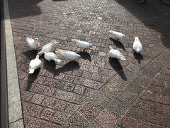 -东部华侨城