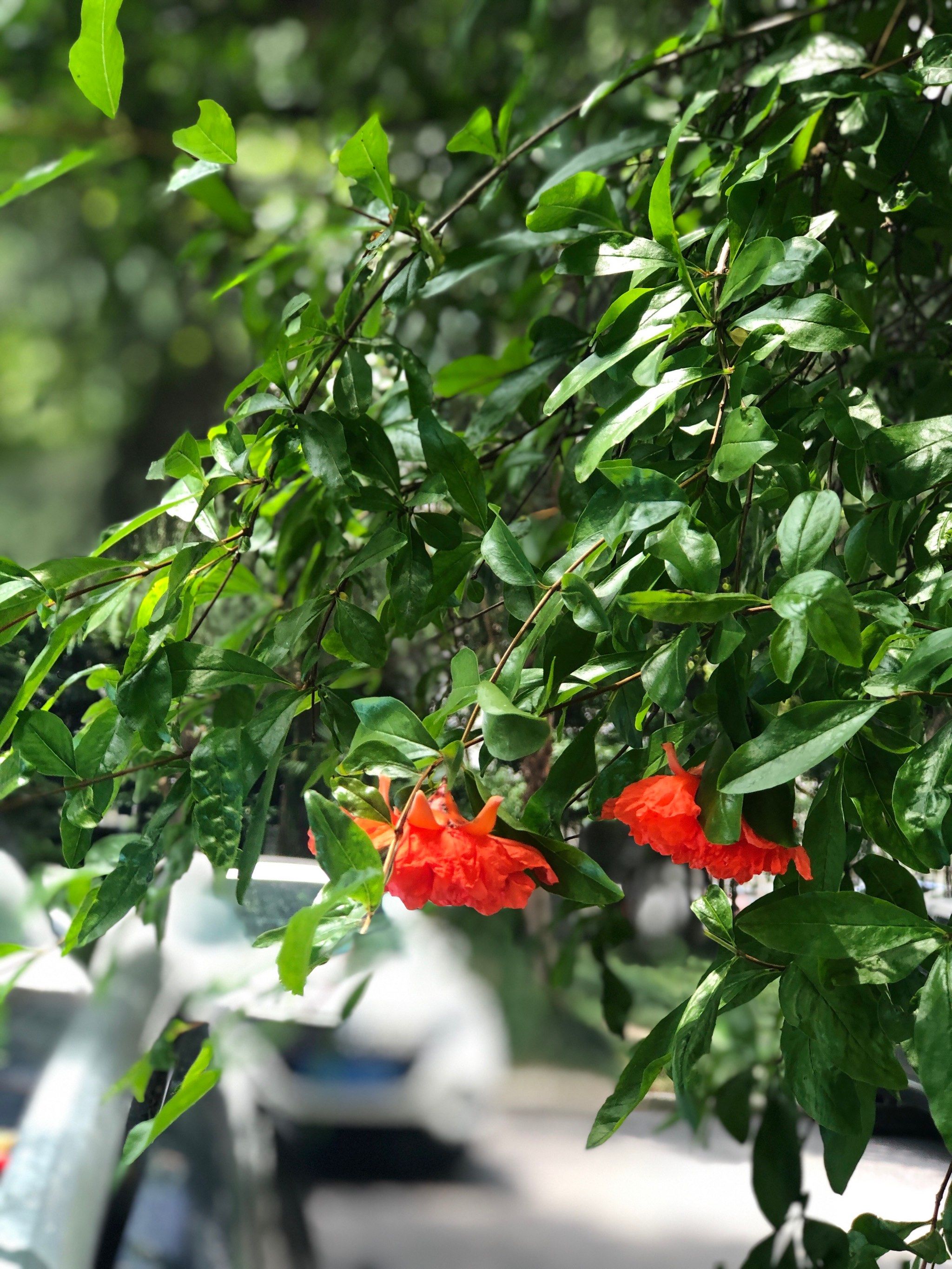 开花结果的时节