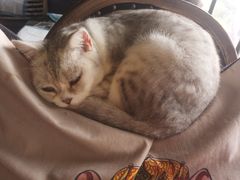 -more than meow吴止猫主题餐厅(承德 中船汇店)