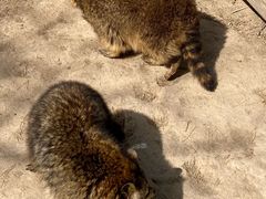 -青藏高原野生动物园