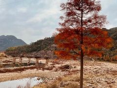 -小芝红树林