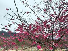 -天适樱花悠乐园