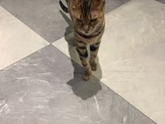 -猫小院猫主题餐厅(三里屯店)