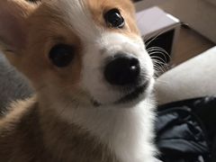 -翊宠yipet猫狗购宠庄园犬舍•猫舍