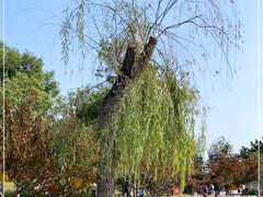 -永定河休闲森林公园