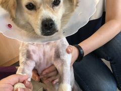 -美联众合宠物医院·爱萌分院·内外科·猫科中心