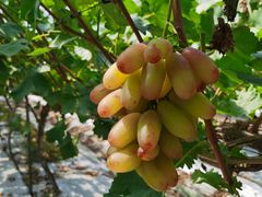 -金谷域澳洲庄园