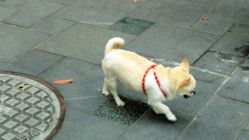 android_upload_pic-Coco形象设计