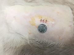 -芭比堂动物医院·心脏专科·夜诊·吉雅分院