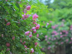 -西湖风景区-江洋畈生态公园