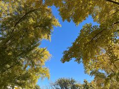 -三里屯东五街银杏大道