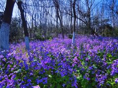 -幕燕滨江·长江观音景区