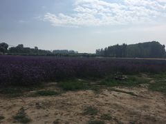 -北京东方普罗旺斯薰衣草庄园