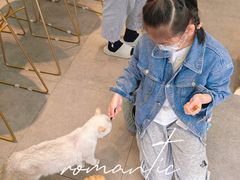 -飞行喵MR PILOT|猫舍·猫咖(静安大融城店)