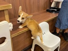 -柯斗斗主题餐厅·狗咖·围炉煮茶·茶饮(国瑞升平里店)